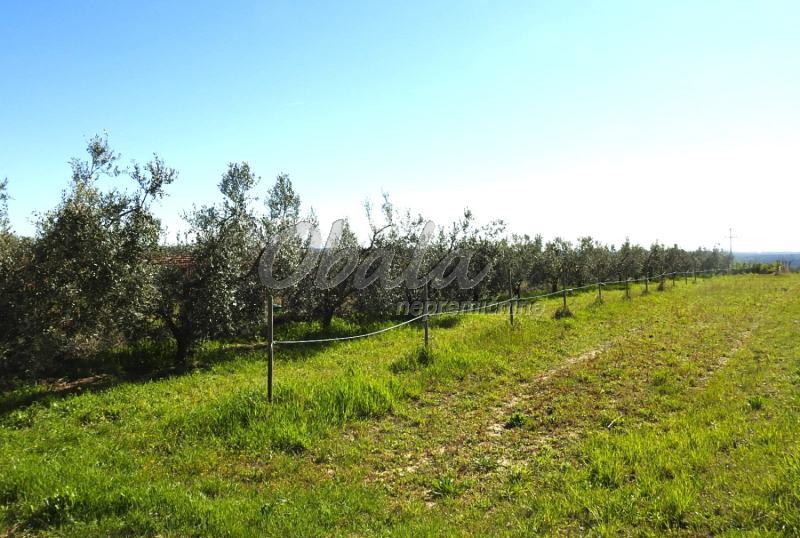 Nepremičnina Izola, Korte - galerija 1