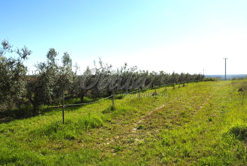 Nepremičnina Izola, Korte - galerija 2