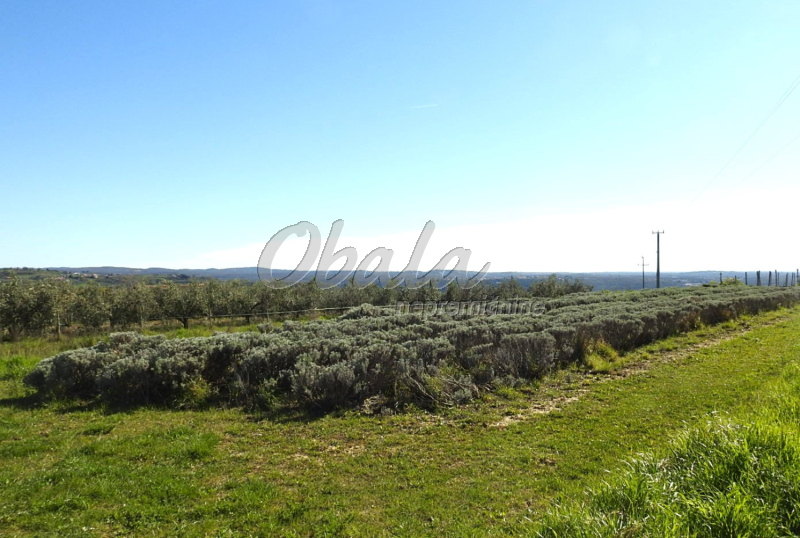 Nepremičnina Izola, Korte - galerija 5