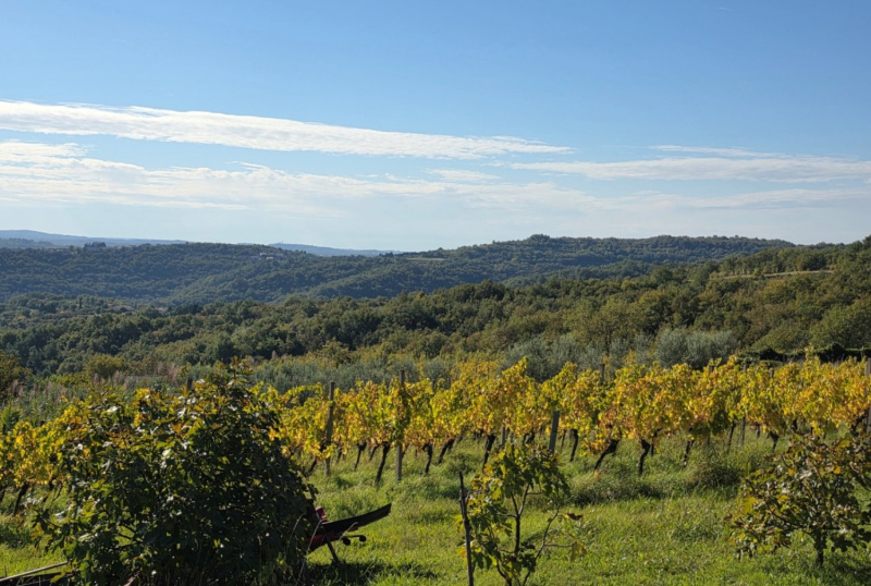 Nepremičnina Izola, Šared